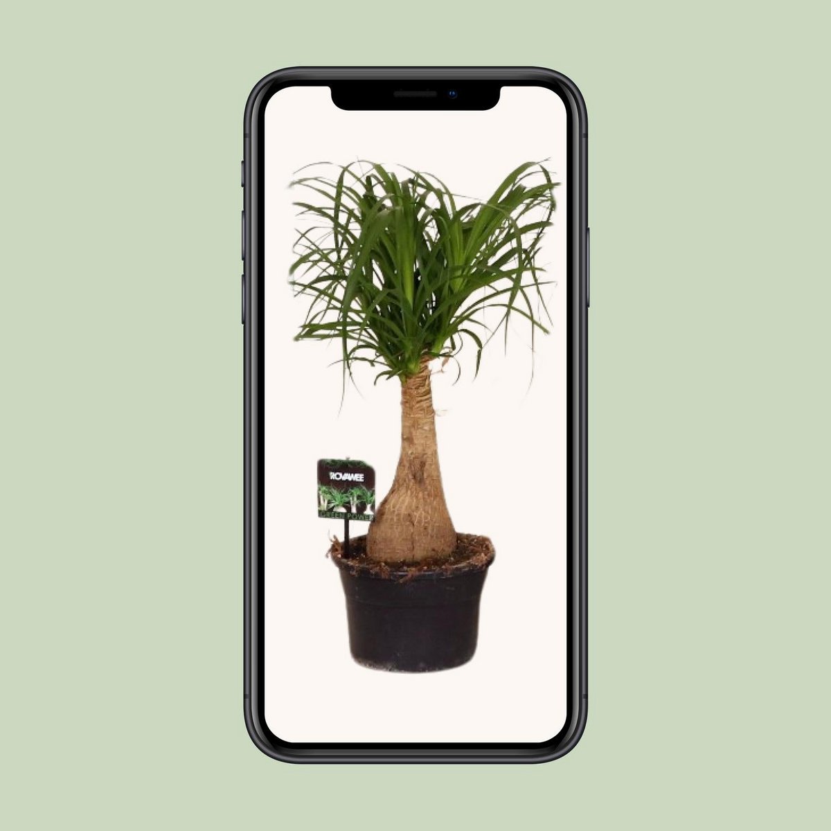 Beaucarnea paardenstaartpalm Ø19x60 cm