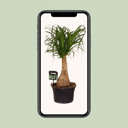 Beaucarnea paardenstaartpalm Ø19x60 cm