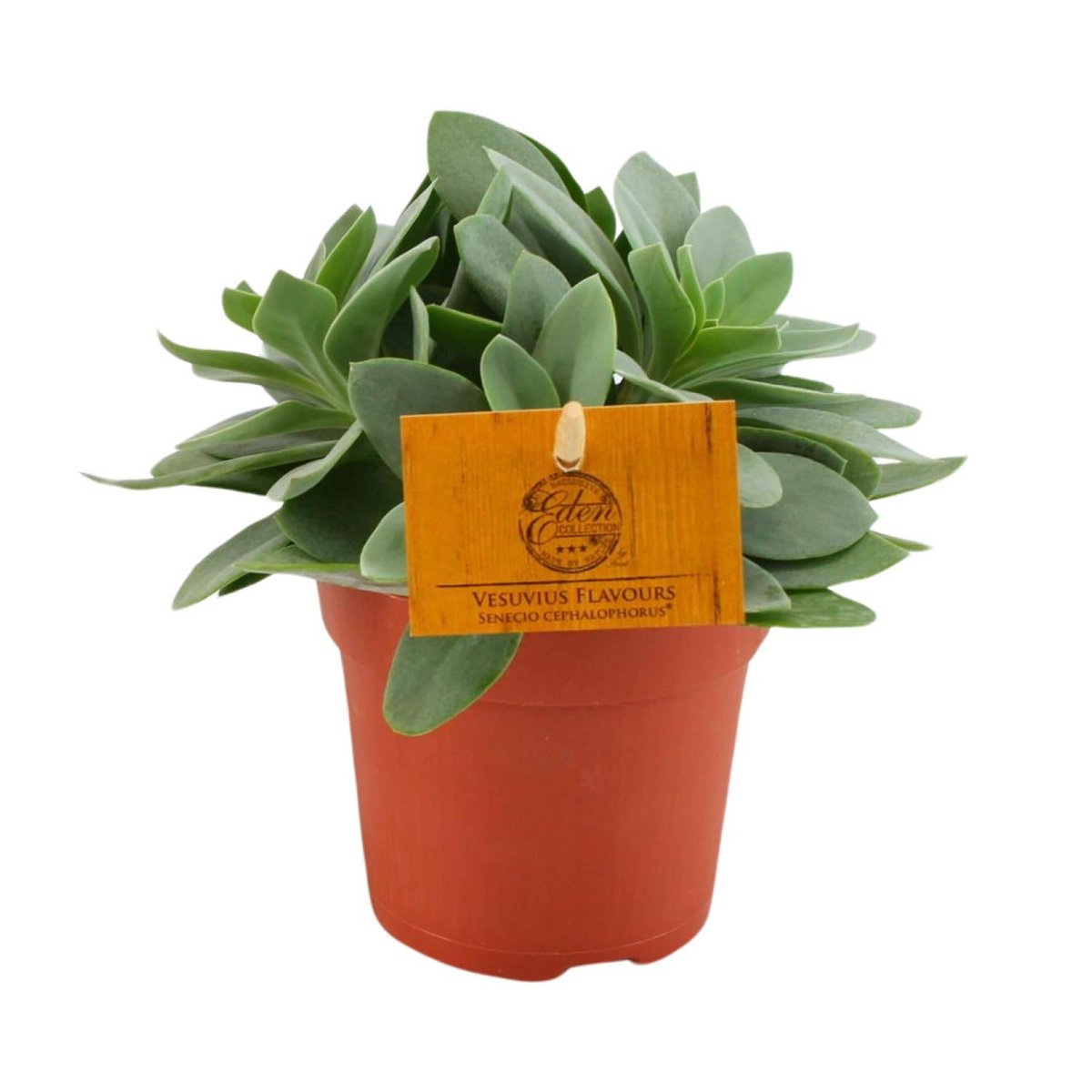 Vetplant Senecio cephalophorus Ø10,5 cm