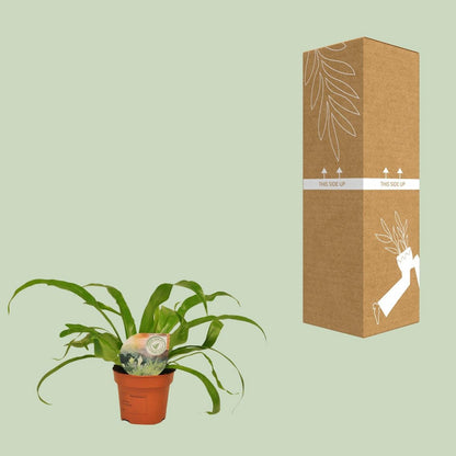 Asplenium old - Ø12cm - ↕30cm