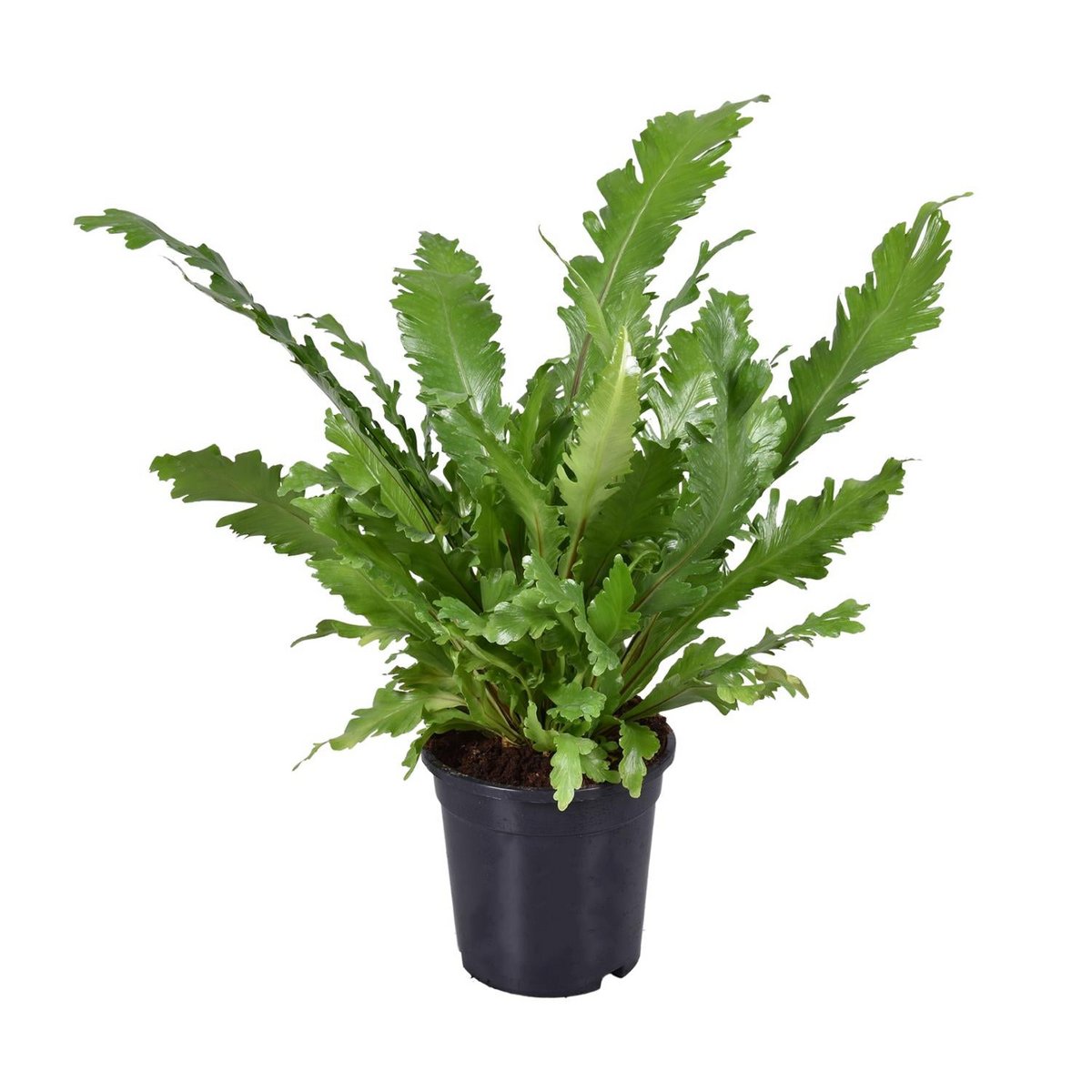 Vogelnestvaren Asplenium nidus Ø117x45 cm