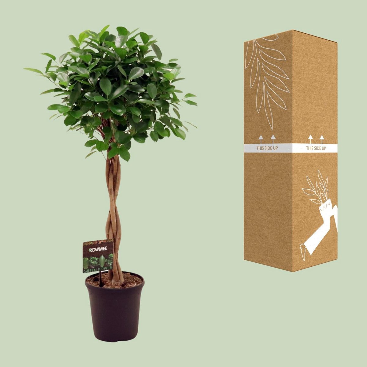 Kamerplant Ficus Moclame 110 cm pot Ø23 cm