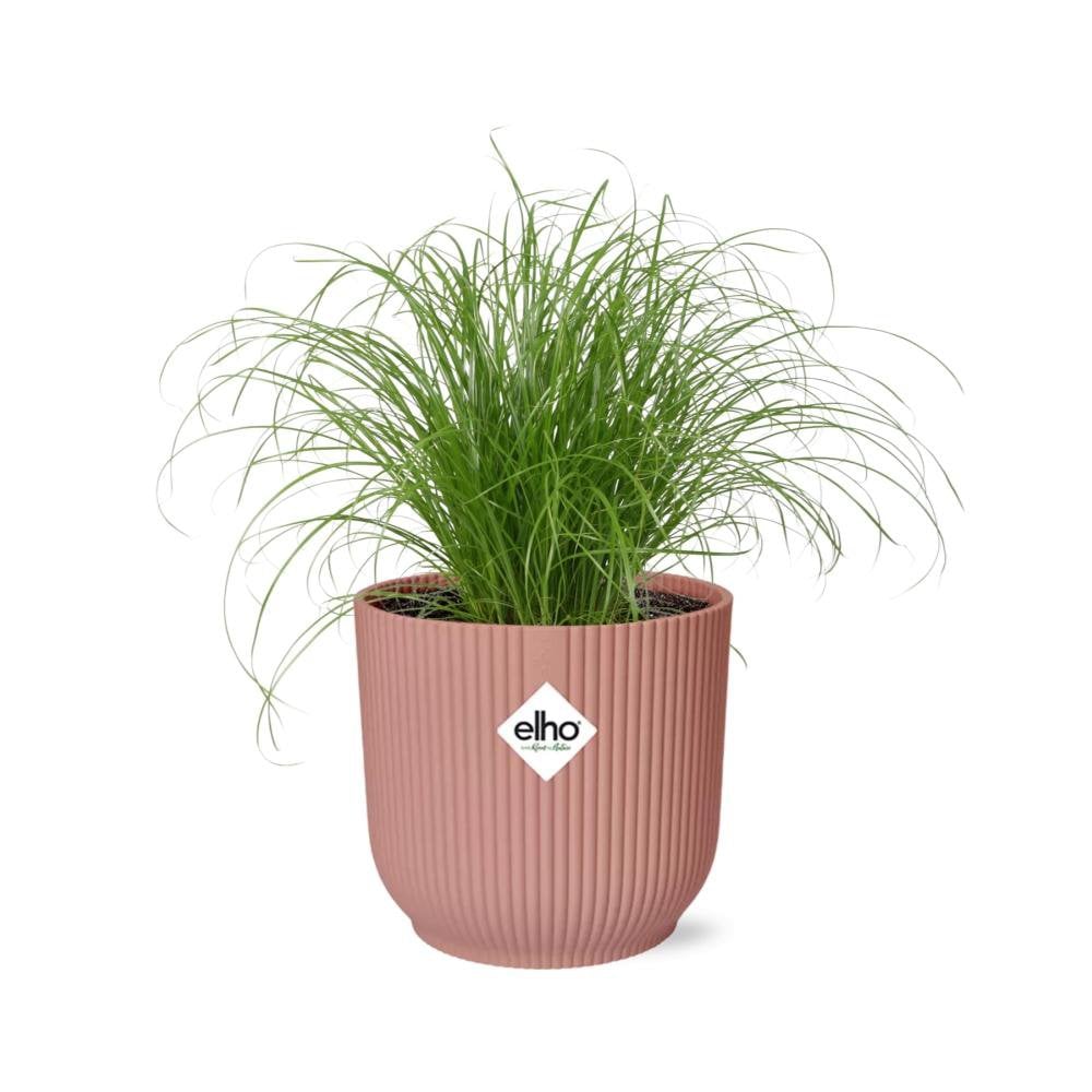 Paraplugras Cyperus alternifolius 14 cm roze Elho pot