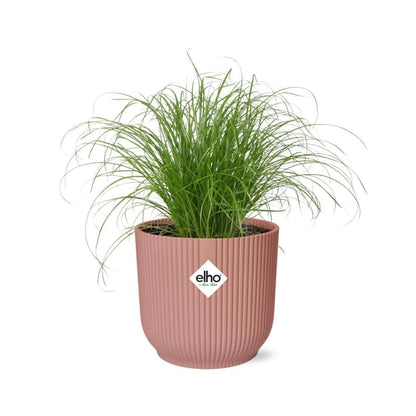 Paraplugras Cyperus alternifolius 14 cm roze Elho pot
