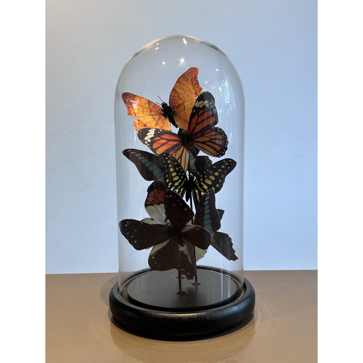 Glazen stolp vlinder 11x32.5 cm
