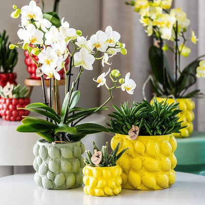 Keramieken sierpot met citrusmotief - Groen, Ø12cm