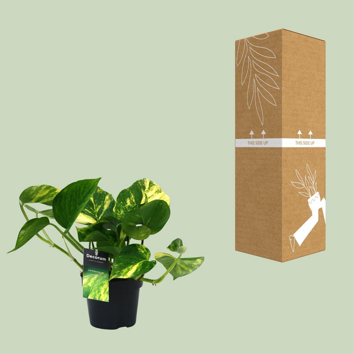 Scindapsus Epipremnum oranje plant Ø12cm ↕25cm