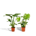 Kamerplantenmix Stralitzia Nicolai Ø19cm 85cm en Monstera Deliciosa Ø21cm 75cm