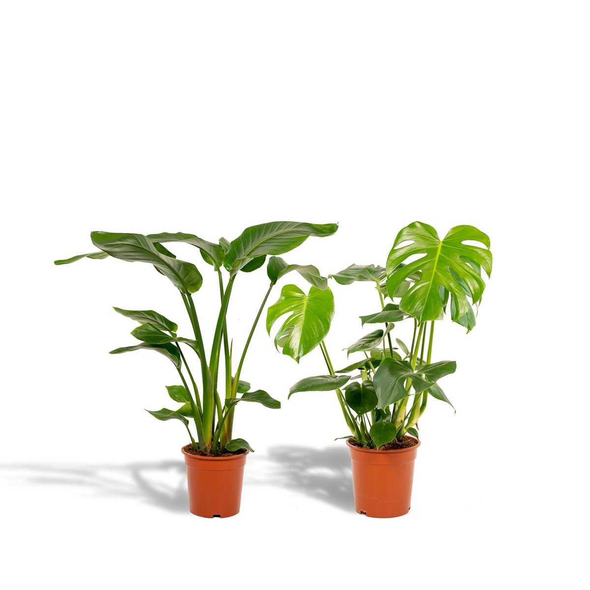 Kamerplantenmix Stralitzia Nicolai Ø19cm 85cm en Monstera Deliciosa Ø21cm 75cm