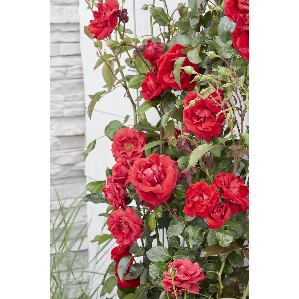 Roos 'Crazy In Love' rood Ø15cm ↕65cm