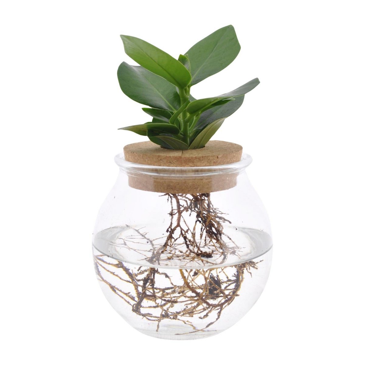 Clusia kamerplant bolglas Ø12cm ↕30cm