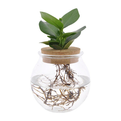 Clusia kamerplant bolglas Ø12cm ↕30cm
