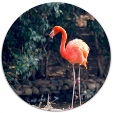 Muurcirkel flamingo Ø 12-140 cm Dibond/Forex