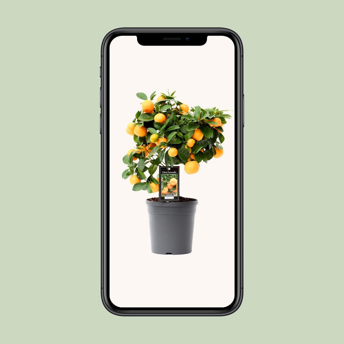 Citrus Calamondin kamerplant 40 cm P15