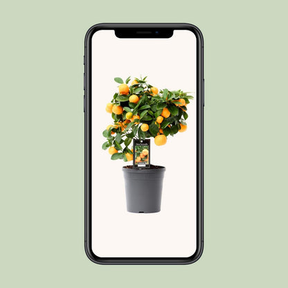 Citrus Calamondin kamerplant 40 cm P15