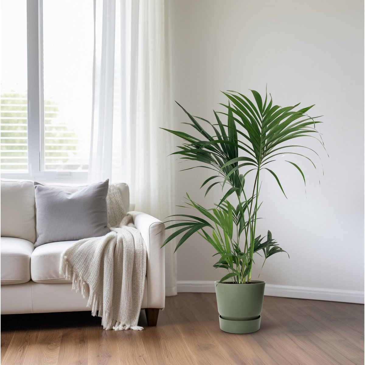 Kentia palm H130 cm
