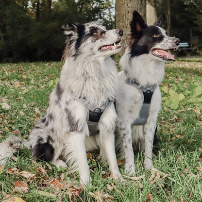 ne&no® Dog Harness with Matching Shock Absorber [DEVELOPED by NE&NO]
