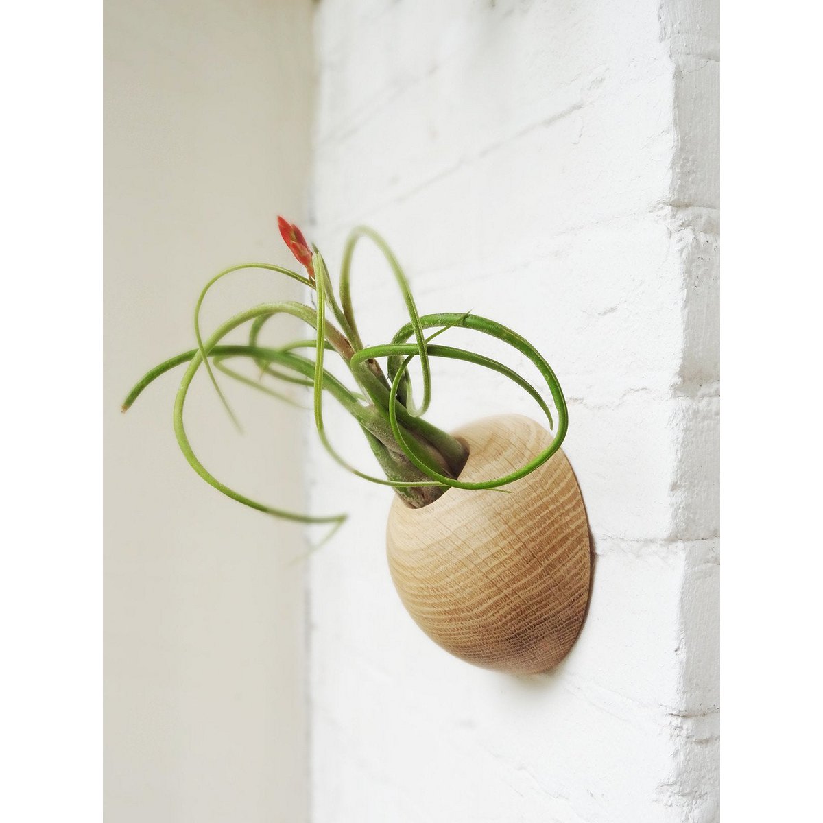 Airplant houder licht eiken Ø 12 cm