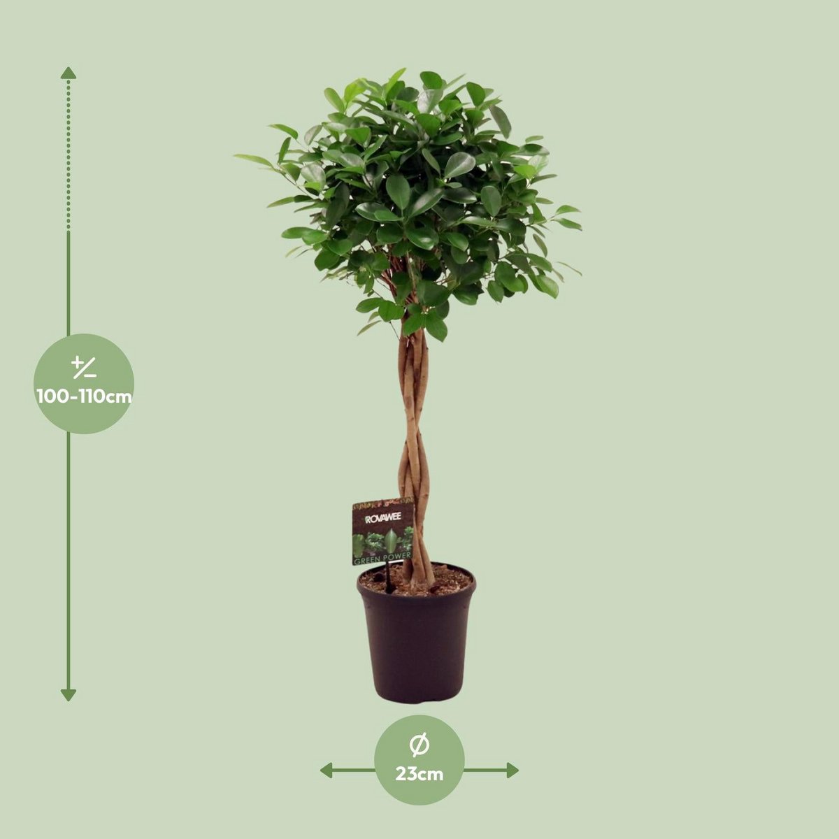 Kamerplant Ficus Moclame 110 cm pot Ø23 cm