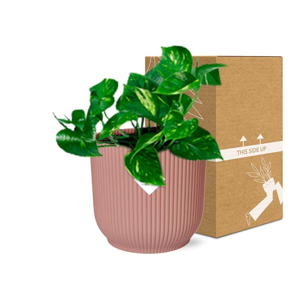 Epipremnum pinnatum 'orange' in elho vibes fold 14 cm pink