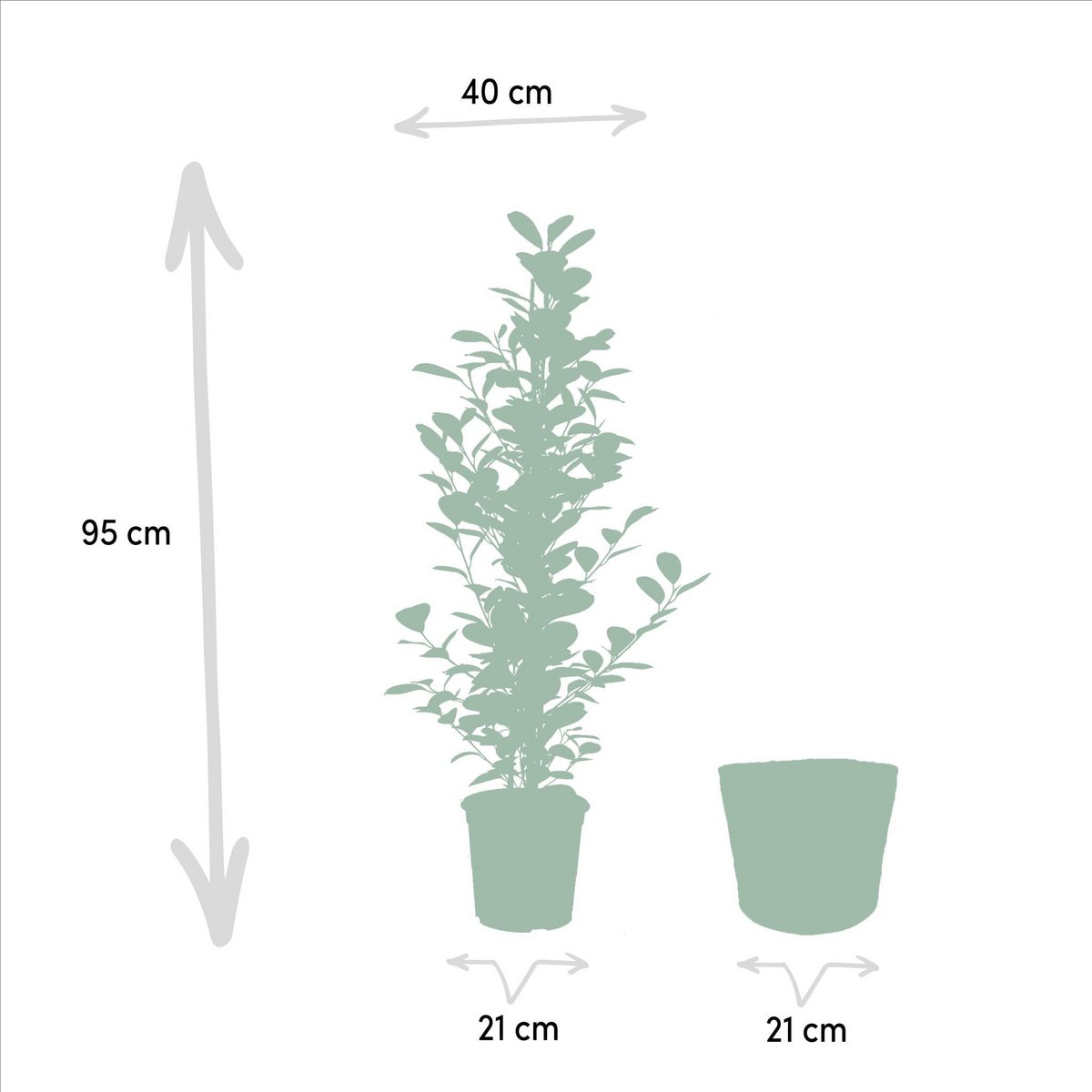 Ficus microcarpa moclame 95cm Ø21cm met mand