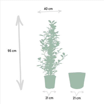 Ficus microcarpa moclame 95cm Ø21cm met mand