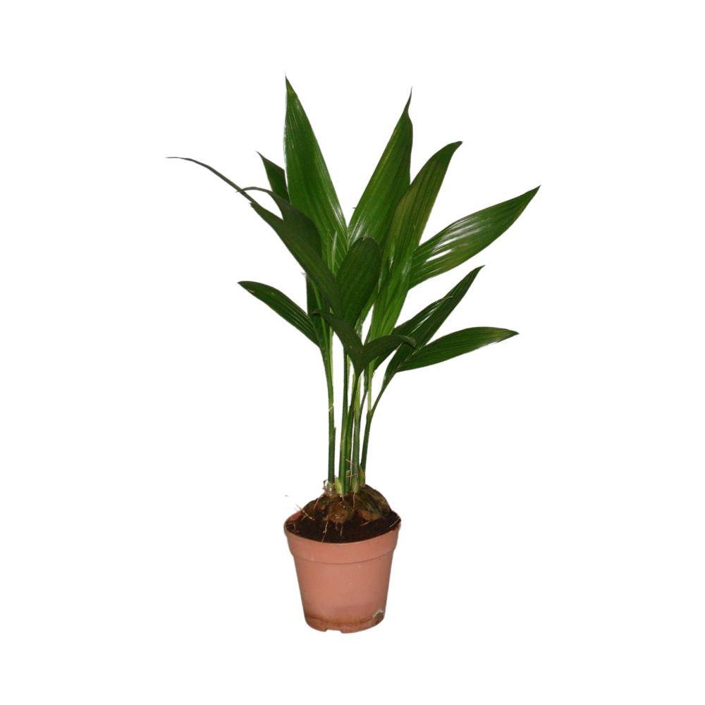 Areca Catechu - Ø12cm - ↕50cm