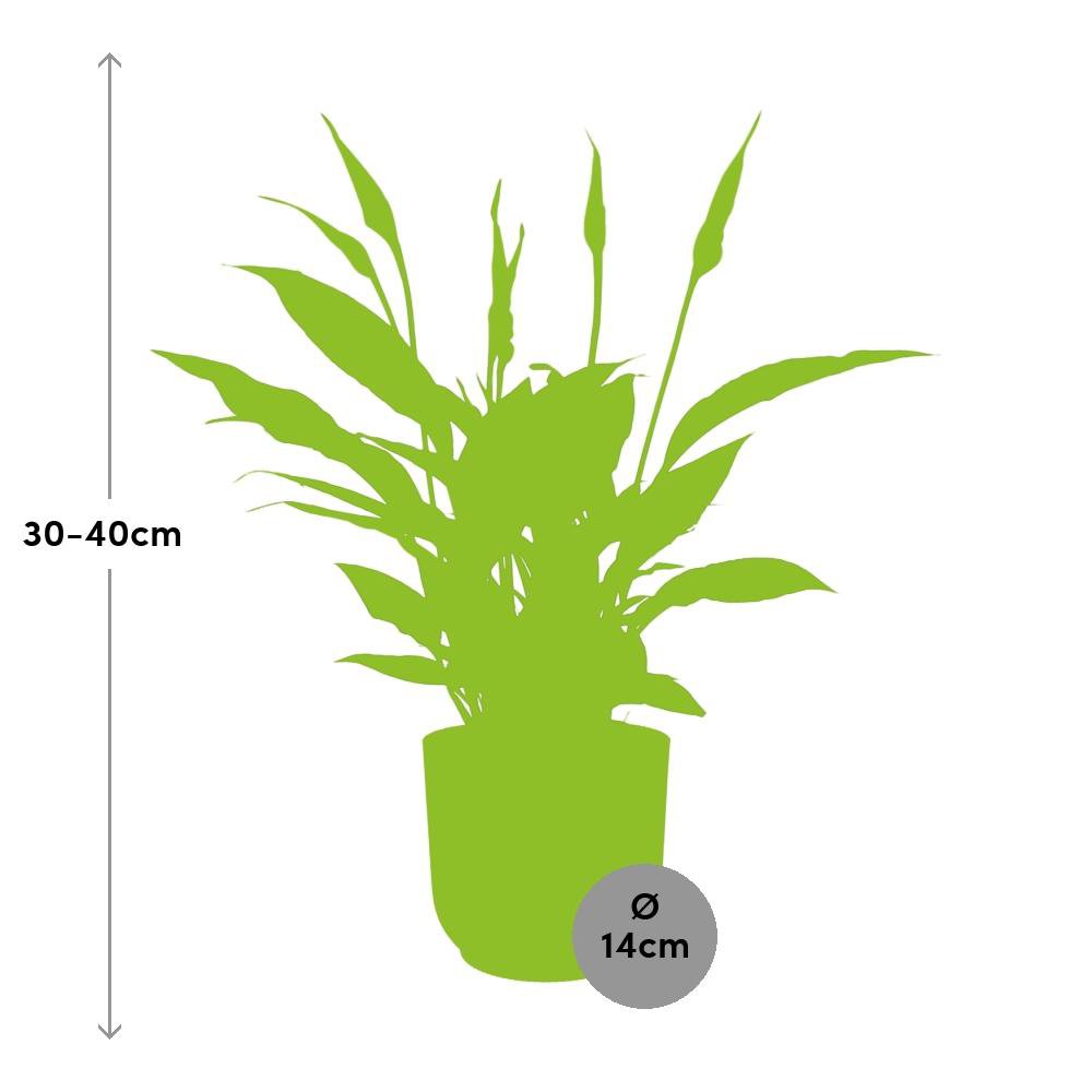Spathiphyllum 12 cm torelli in Elho vibes vouw 14 cm geel