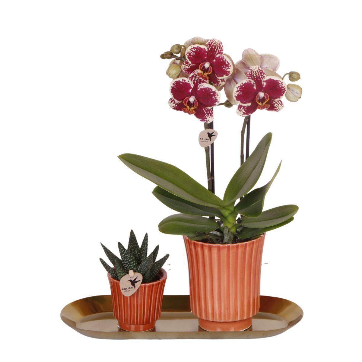 Plantenset Orchidee, Rhipsalis met Retro Terracotta Potten en Dienblad