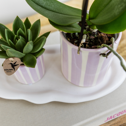 Cadeauset met groene plant, roze orchidee en sierpotten op dienblad