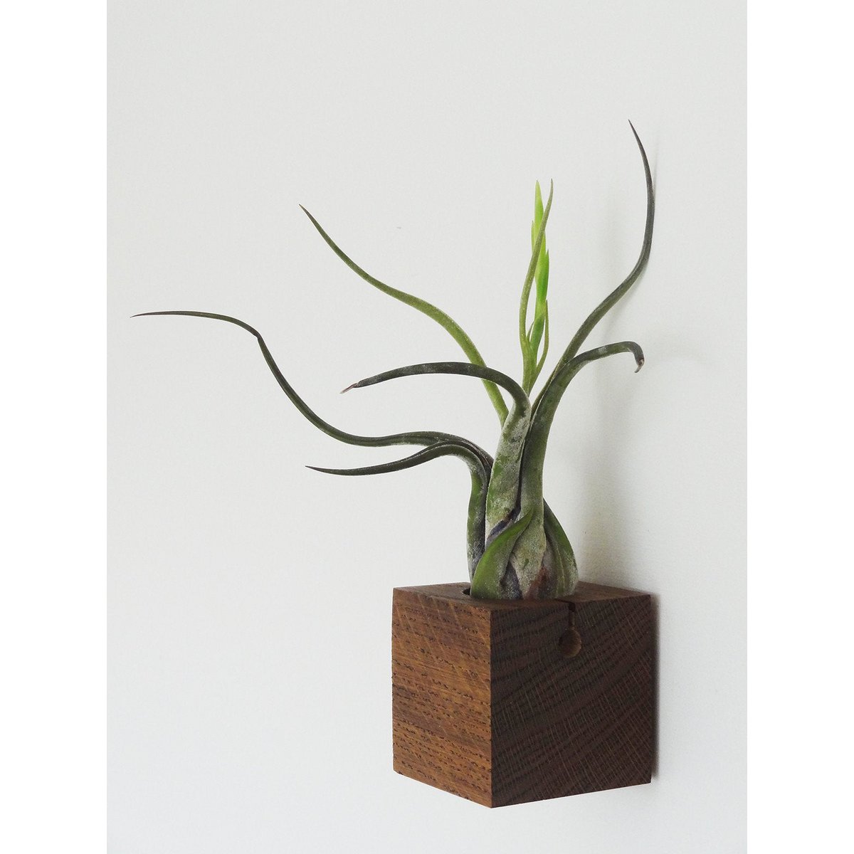Cube - Dark oak