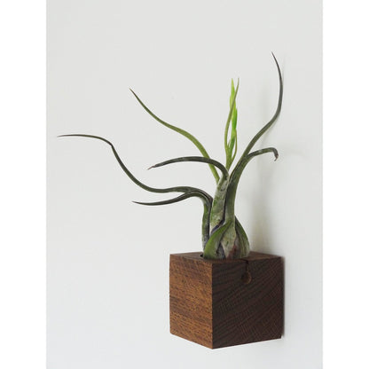 Cube - Dark oak