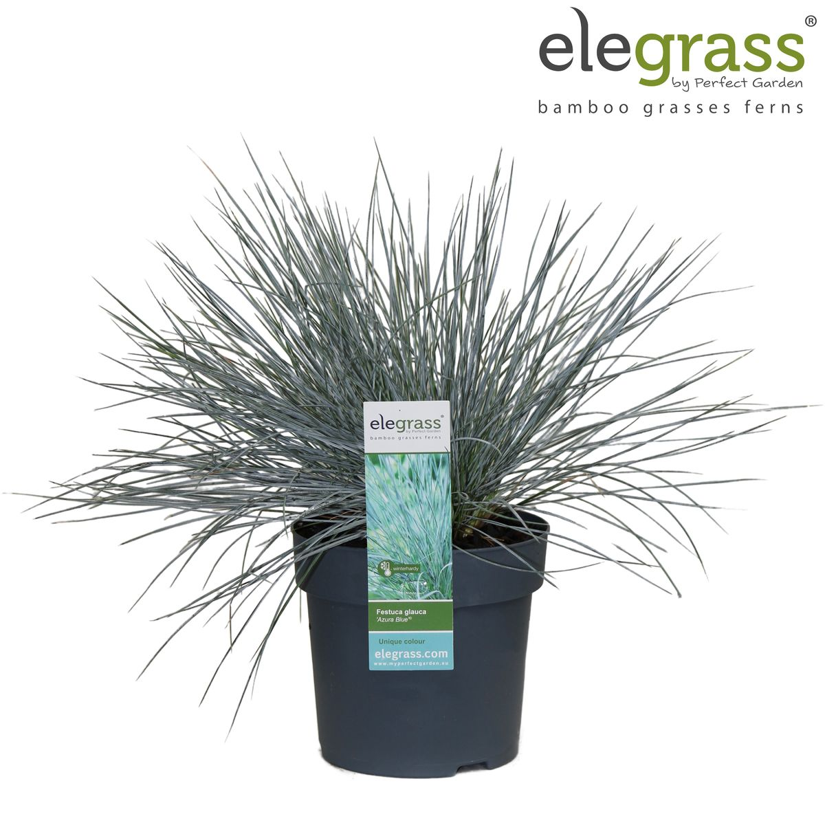 Festuca Glauca Azura Blue - Ø19cm - ↕40cm - Ø14 - ↨30cm