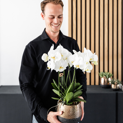 Twee Witte Phalaenopsis Orchideeën | Combi Deal Ø12cm Pot