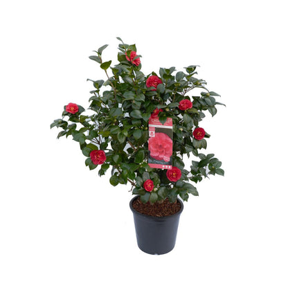 Camellia Jap. 'Lady Campbell' - Ø26cm - ↕55cm - Ø29 - ↨90cm