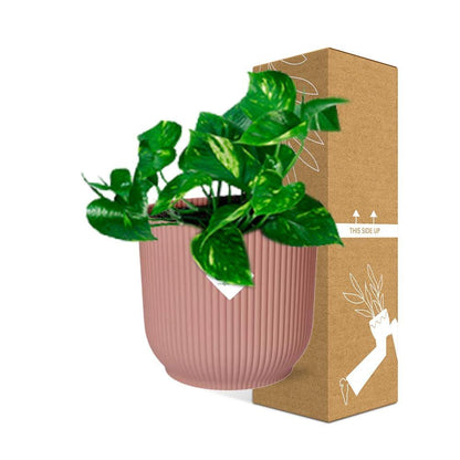 Epipremnum pinnatum 'orange' in elho vibes fold 14 cm pink