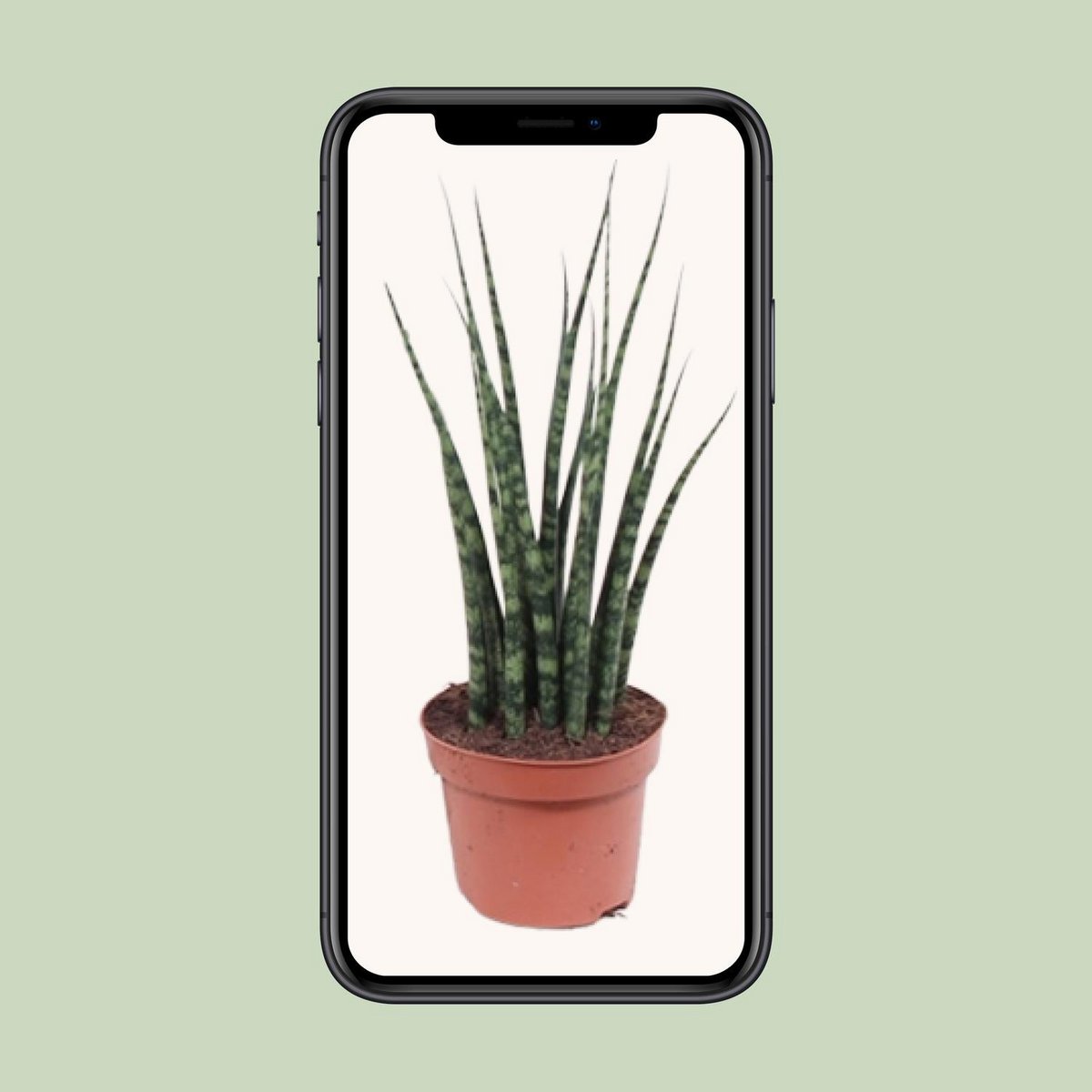 Sansevieria Fernwood Mikado kamerplant Ø12cm ↕40cm
