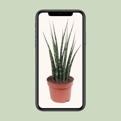 Sansevieria Fernwood Mikado kamerplant Ø12cm ↕40cm