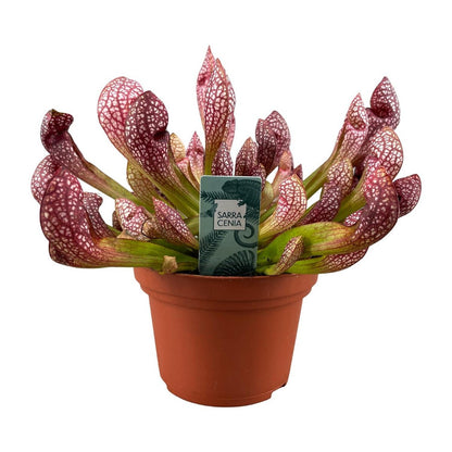 Sarracenia Scarlet Belle kannenplant Ø12cm 40cm