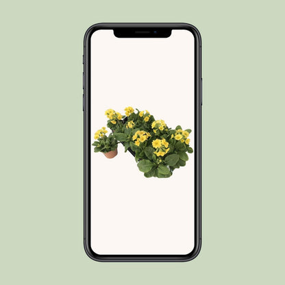 Primula lemon officinalis lookandtaste - Ø11cm - ↕18cm