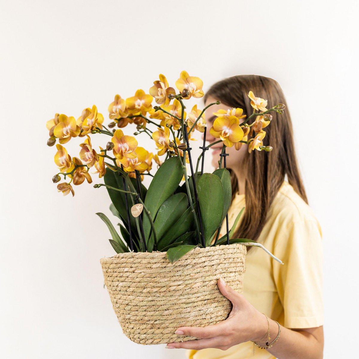 Oranje Orchideeënset in Rieten Mand met Waterreservoir