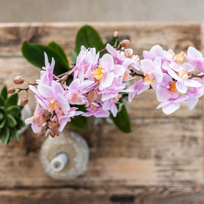 Plantenset met roze Phalaenopsis orchidee en Rhipsalis in sierpotten op dienblad