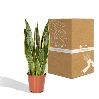 Sansevieria Laurentii Vrouwentong Ø14cm 40cm