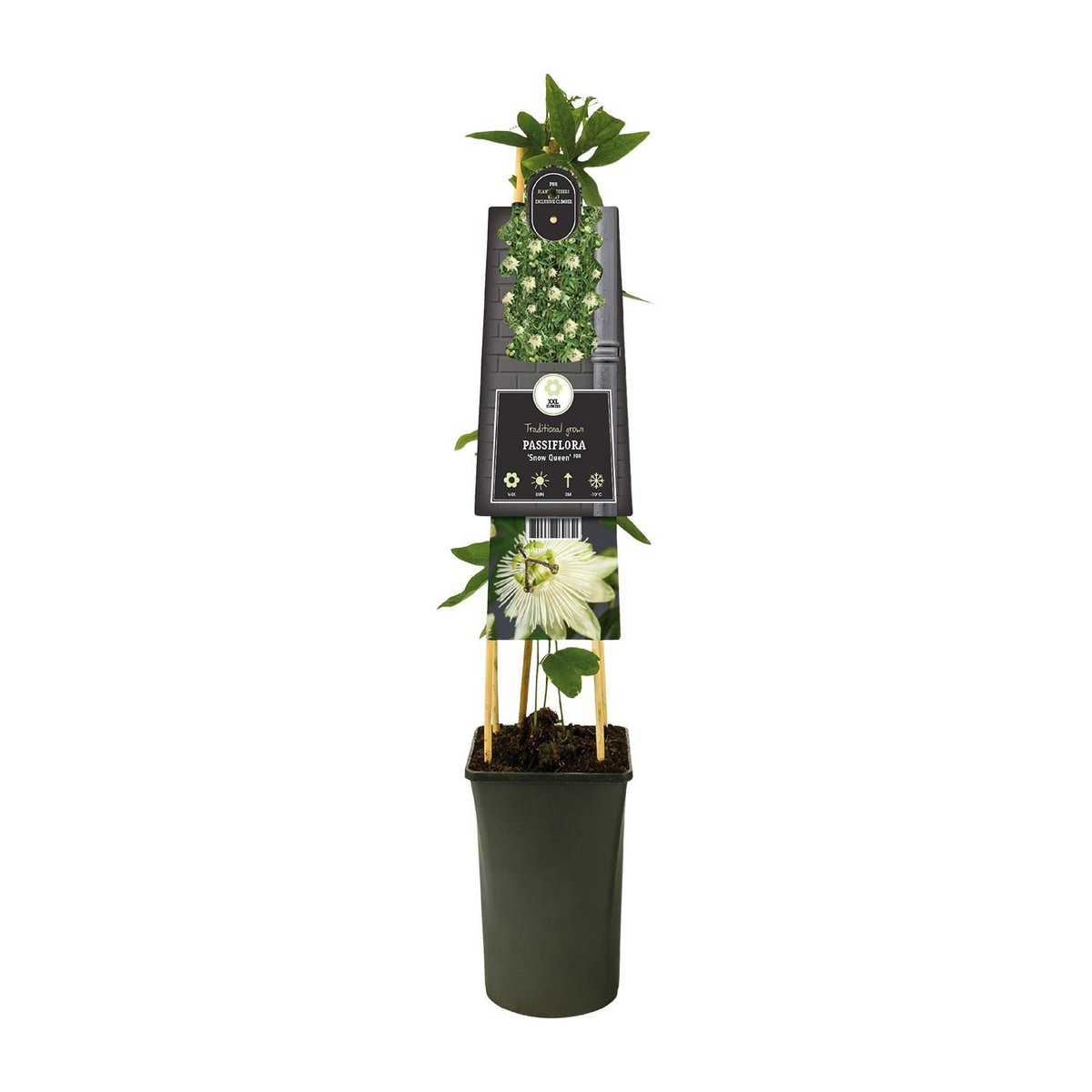 Passiflora 'Snow Queen' PBR +3.0 label - Ø17cm - ↕75cm