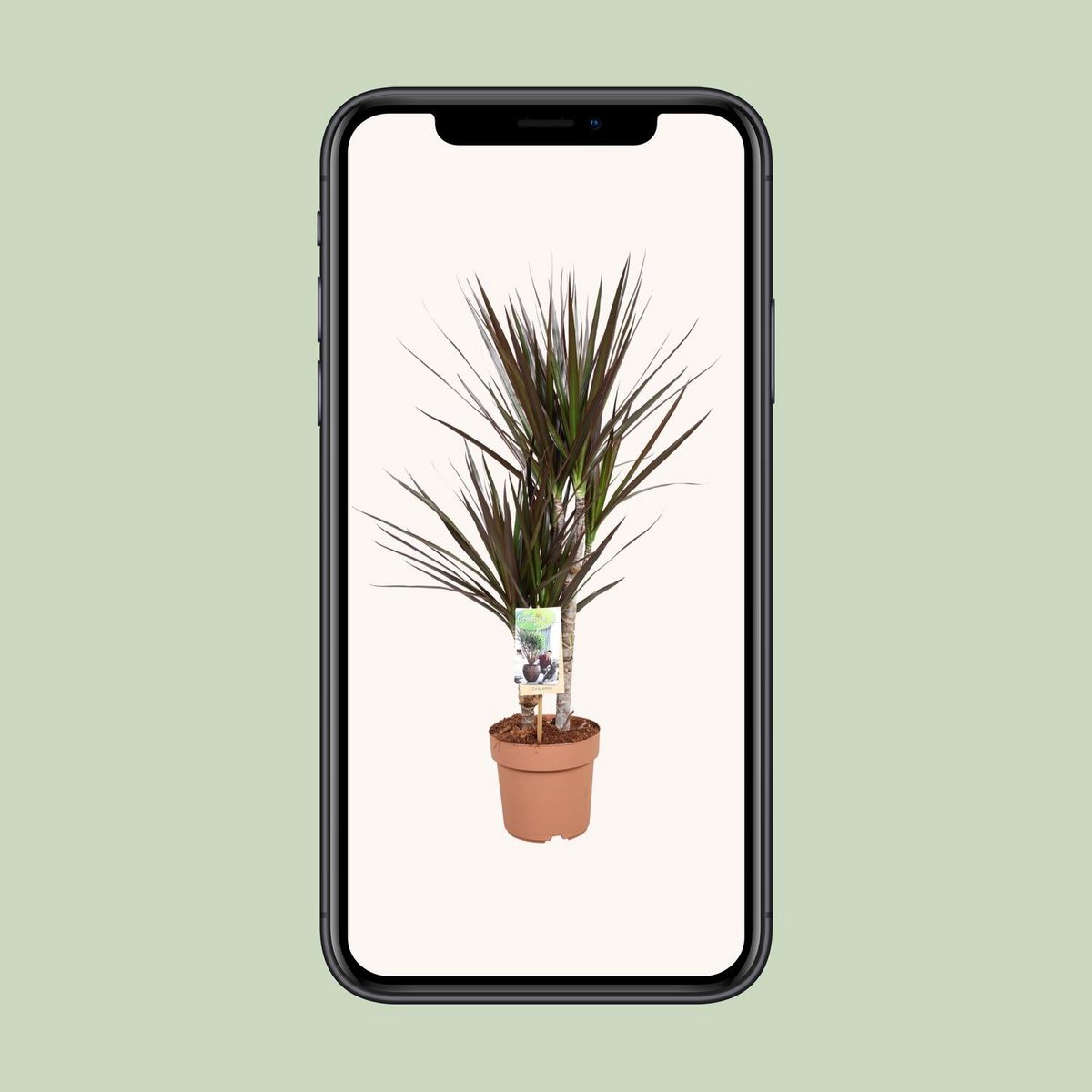 Dracaena Magenta kamerplant Ø17cm 80cm