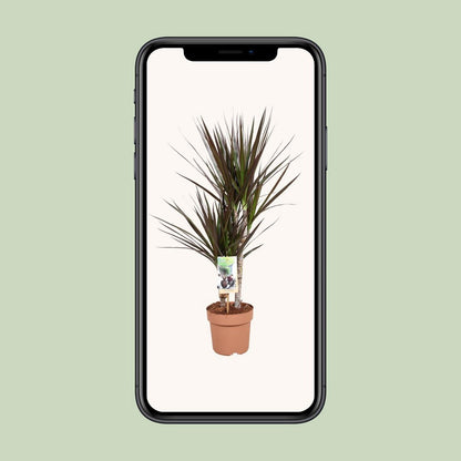 Dracaena Magenta kamerplant Ø17cm 80cm