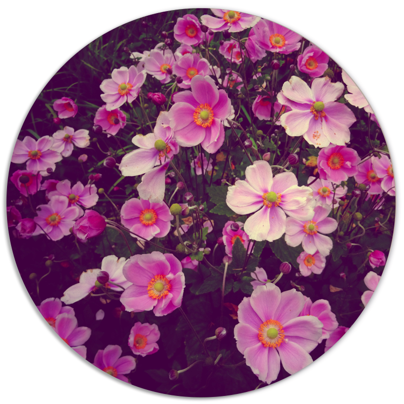 Muurcirkel roze bloemen Dibond/Forex Ø12-40 cm