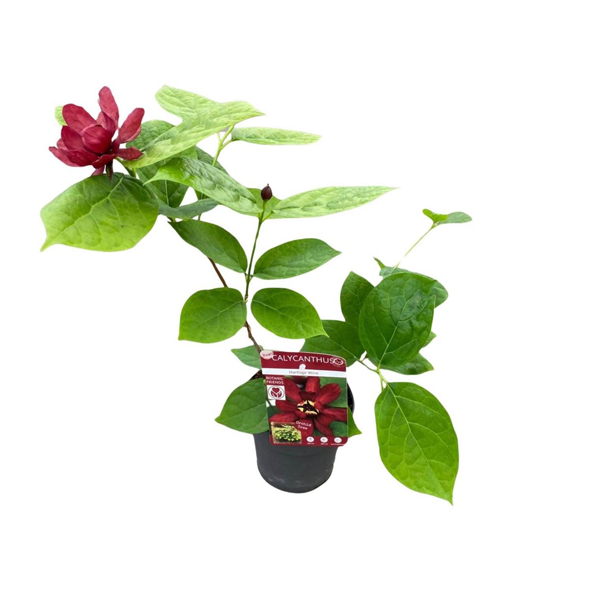 Sinocalycanthus 'Hartlage Wine'â® - Ø13 - ↨20cm