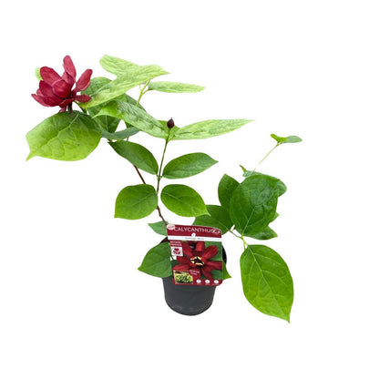 Sinocalycanthus 'Hartlage Wine'â® - Ø13 - ↨20cm