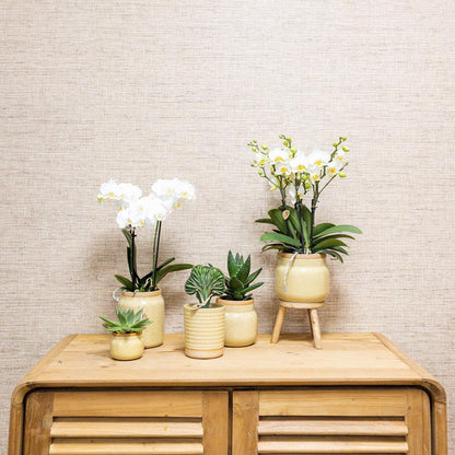 Orchidee en groene plantenset in vintage khaki potten met bamboe dienblad